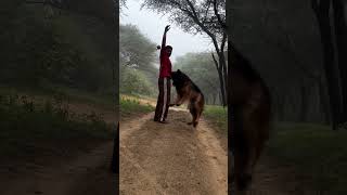 German Shepherd Dog Big Jump 🔥 #shorts #dog #dogs #new #germanshepheard