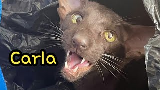 Talkative Oriental Shorthair Cat Meow Compilation : Carla's Sweet Meow : 東方短毛貓