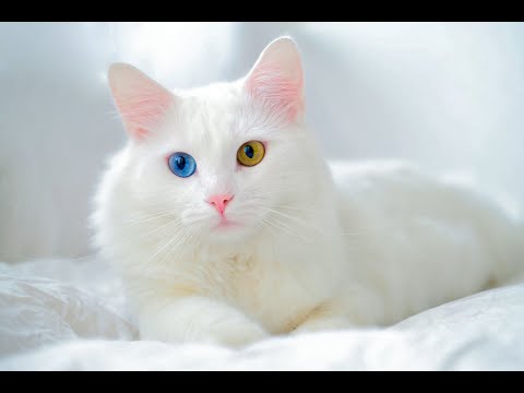 The Turkish Van cat- a new breeding programme