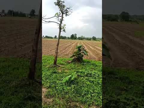 5 Acre Agricultural/Farm Land for Sale in Kuhi, Nagpur