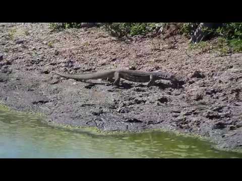 Djuma: Water Monitor Lizard adult on the move - 13:25 - 05/01/19