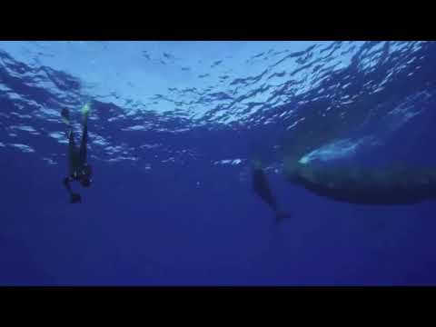 Rare footage of sperm whale pod clicking