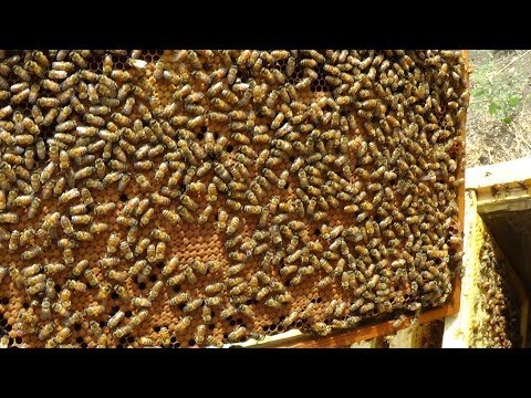 Сборка гнезда + откачка мёда на точке бакфаст