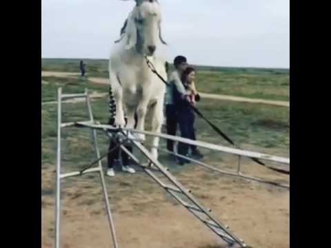 Cabra la mejor equilibrista