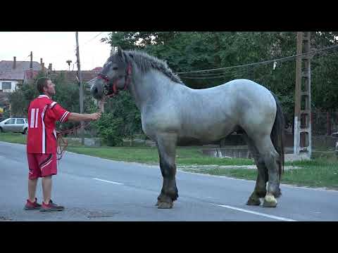 Armasarul lui Viorel de la Terebesti, Satu Mare - 2023 Nou!!!