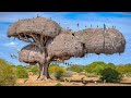 25 Most Incredible Bird Nests That Redefine Natural Architecture