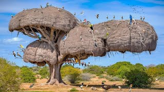 Download lagu 25 Most Incredible Bird Nests That Redefine Natural Architecture! mp3 Download lagu 25 Most Incredible Bird Nests That Redefine Natural Architecture! mp3