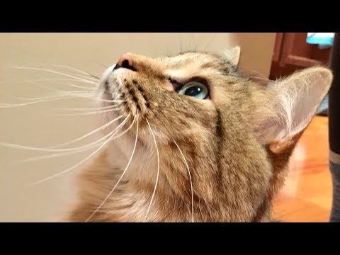 How to teach your cat to shake