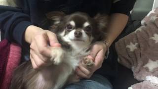 【チワワ】super fly  (EXILE THE SECOND)