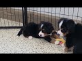 Miniature Bernese Mountain Dog dogs for sale: Sparkler - Video 1