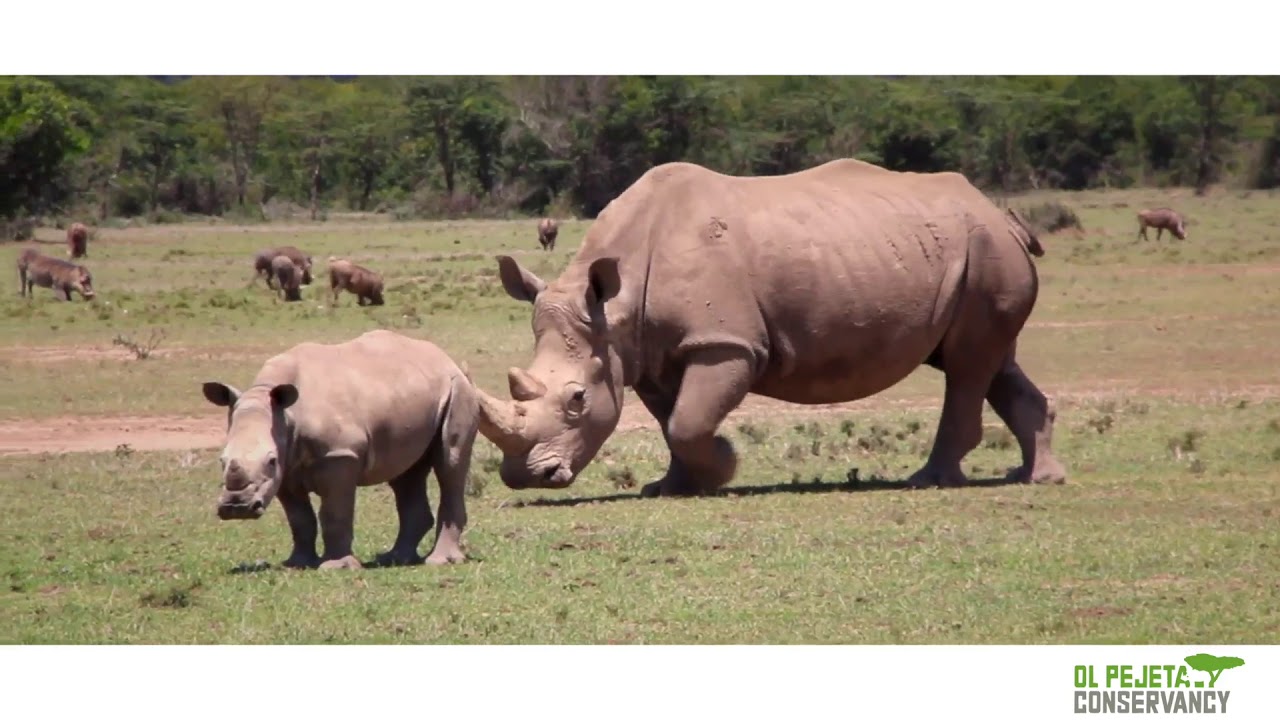Conservation Experiences on Ol Pejeta