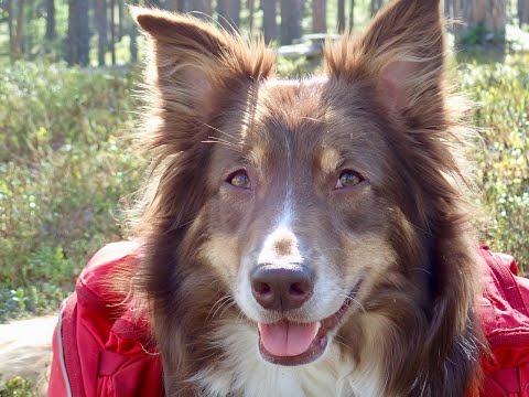 Koiran kanssa erämaassa - Lemmenjoki 2021