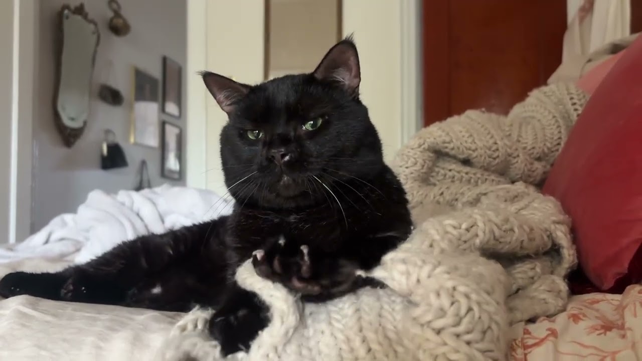 Enlarge Shane Hollander, a Adoptable Domestic Short Hair in New York, NY video 6/6