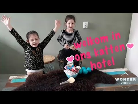 Soraya Ylva en Quinty ♡ het ragdoll katten hotel ♡  sweet amazing cat Lizzy 😍