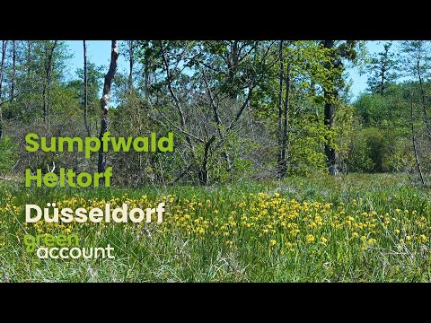 Project: Swamp Forest Heltorf in Düsseldorf, Germany