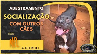 MEL - Pitbull - Socialização com outros cães