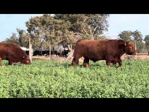 Toros PC venta particular 2024