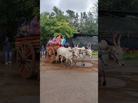 Bailgadi | Bullock Cartoon | Bail Gadi | Cow Videos | Bulls