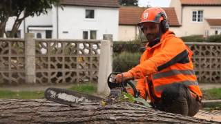 Urban Arborist takes down The Woody Mammoth