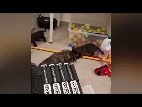 proTier e.V. - Pia, Pierina, Piuma, Penko, Pio und Pius