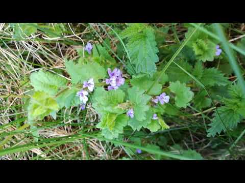 Leicht erkennbare, essbare Wildpflanzen - Teil 6