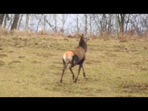 Żywot jeleni w Bieszczadach, czyli jak wilk goni jelenia- gomułe