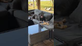 Blake desperately needs a loving forever home! Blake desperately needs a loving forever home!