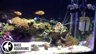 Coral Selection: Choosing Corals for a Nano Reef Aquarium: Which Corals are right for Your Tank?