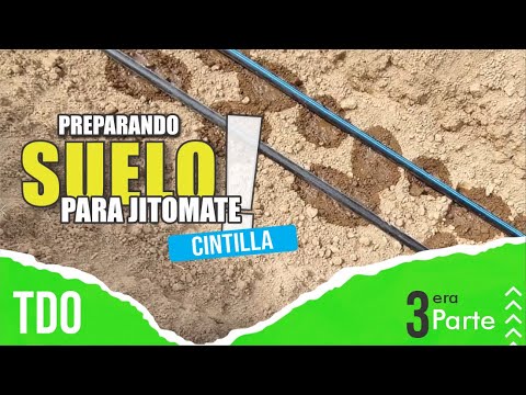 3era PARTE Preparación d Terreno para JITOMATE🍅 CINTILLA 💧💧 💹 EL TOMATE DE ORO
