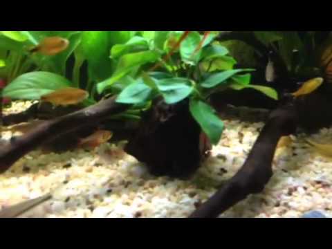 Discus fish 3ft tank 100litre