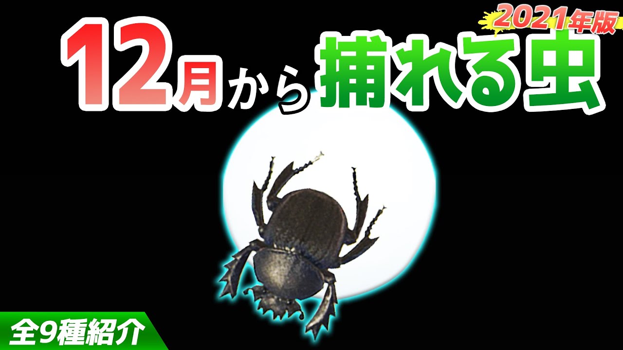 【あつ森】12月から捕れる虫を全て紹介！出現時間や場所・条件など捕まえるコツについても徹底解説！フンコロガシやモルフォチョウなどレア虫が登場！【あつまれどうぶつの森　12月虫図鑑コンプリート】