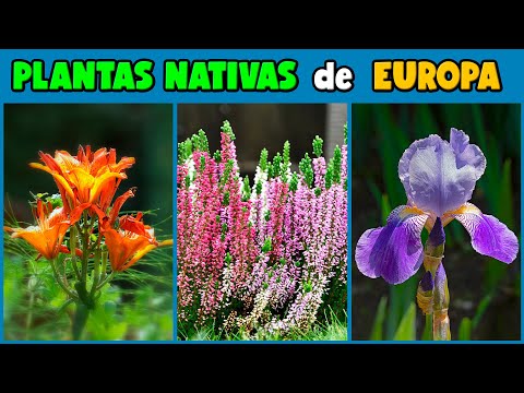, title : '10 PLANTAS NATIVAS de EUROPA'