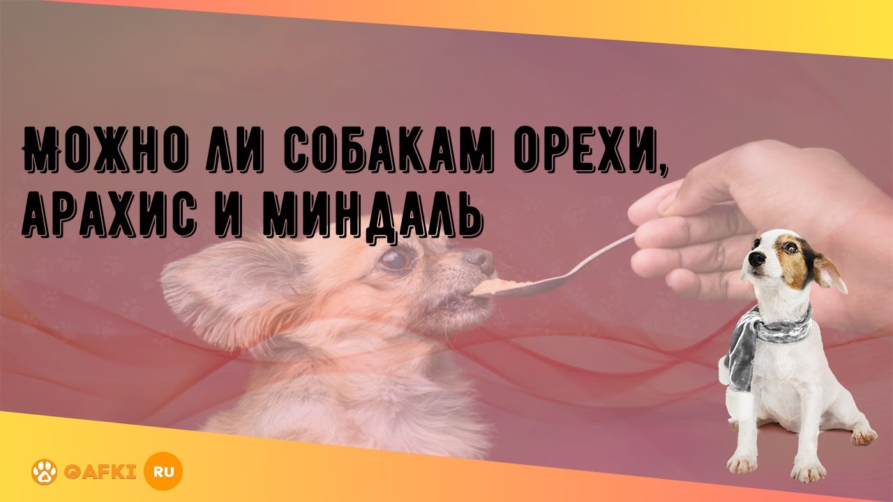 Сырой зеленый миндаль. Можно собакам орехи миндаль. Собака орех. Ядовитые орехи. Щенок с орехом.