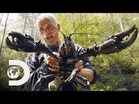Jeremy Wade Finds Giant Crayfish | Jeremy Wade's Dark Waters