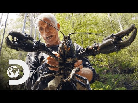 ジェレミー・ウェイドが巨大ザリガニを発見｜ジェレミー・ウェイドの暗黒水域 (Jeremy Wade Finds Giant Crayfish | Jeremy Wade's Dark Waters)