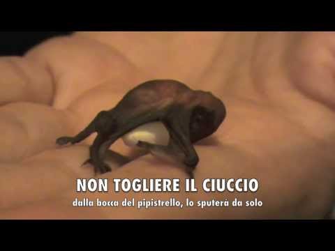 Se è possibile perdere il peso a causa di vermi Video di parassiti di Aguls