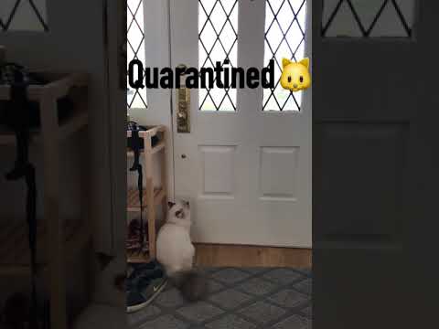 Quarantined Cat