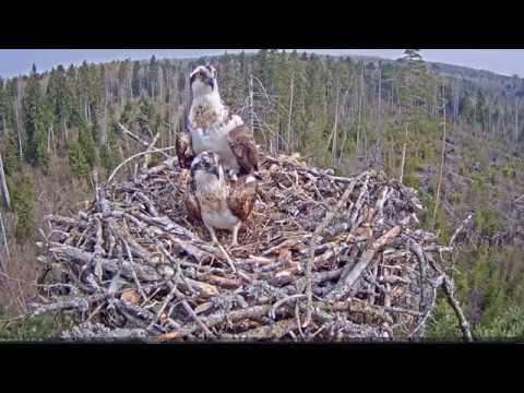 When a branch is bigger than the bird