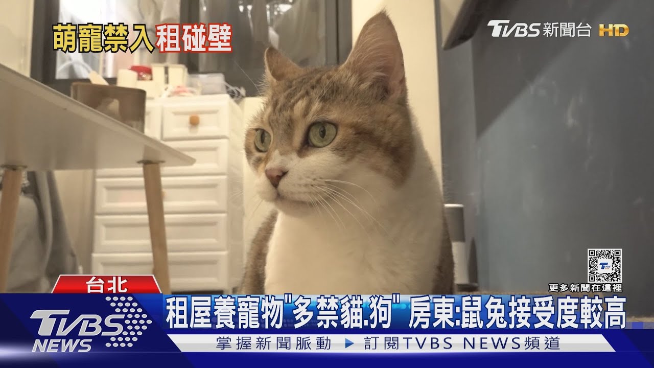 租屋養寵物「多禁貓、狗」 房東:鼠兔接受度較高