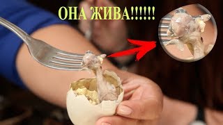 Это яйцо чуть не съели, но женщина спасла его. Только посмотрите кто из него вылупился!!!