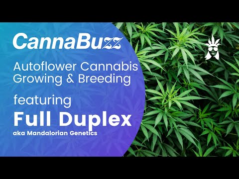 Autoflower Grower Tips & How-To from Full Duplex, Mandalorian Genetics