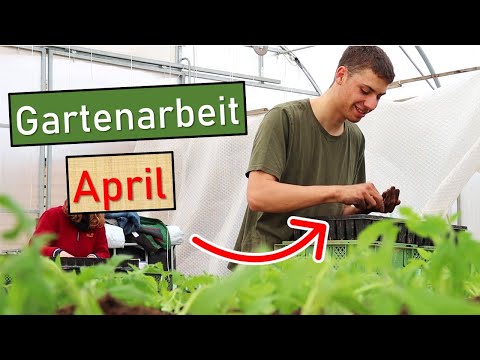 Gartenarbeit April 🌱 In einer Profi Gärtnerei 👨‍🌾 Tomaten pikieren 🍅 Melonen säen 💚 Paprika umtopfen