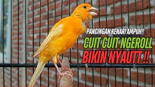 Download lagu SUARA Kenari GACOR PANJANG Pancingan & masteran Kenari Paud AGAR gacor AMPUH Kenari MACET bunyii mp3