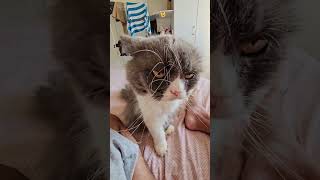Download lagu Morning Pappa🥰😺🫶 #chubbycats  #funnycats #floofycat #catdad #tomcat #cute #kat mp3