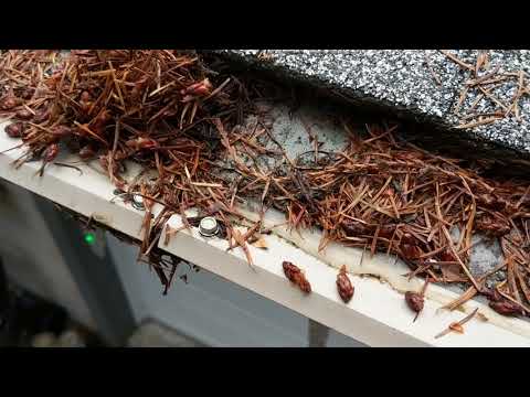 Check out a real leaffilter protected gutter.