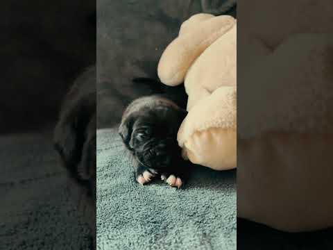 Cane Corso Italiano Welpe kaufen