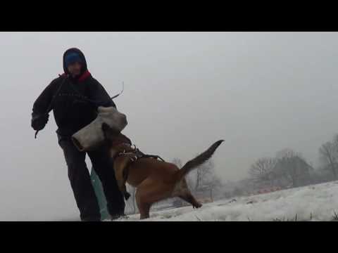 Zohan Marshall Dogs -10 miesięcy