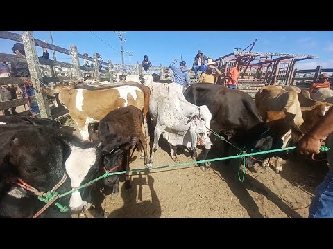 FEIRA DO GADO DE CAPOEIRAS-PE 12/12/2025