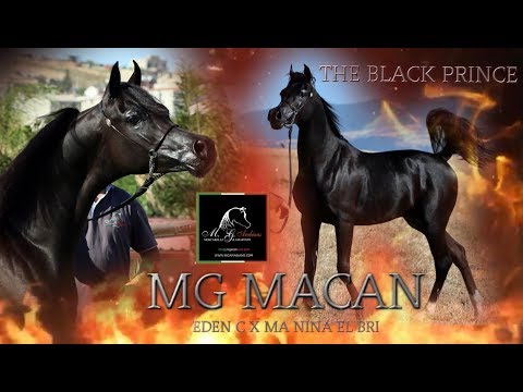 MG MACAN
