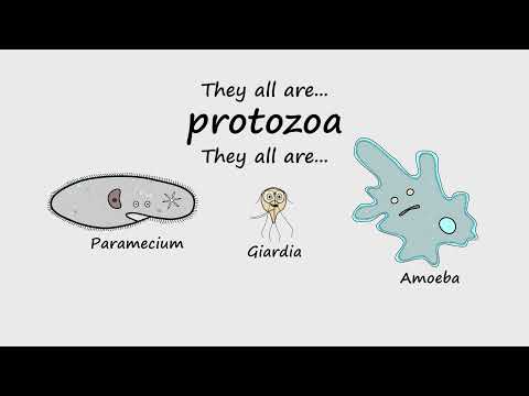 Protozoa by Peter Weatherall